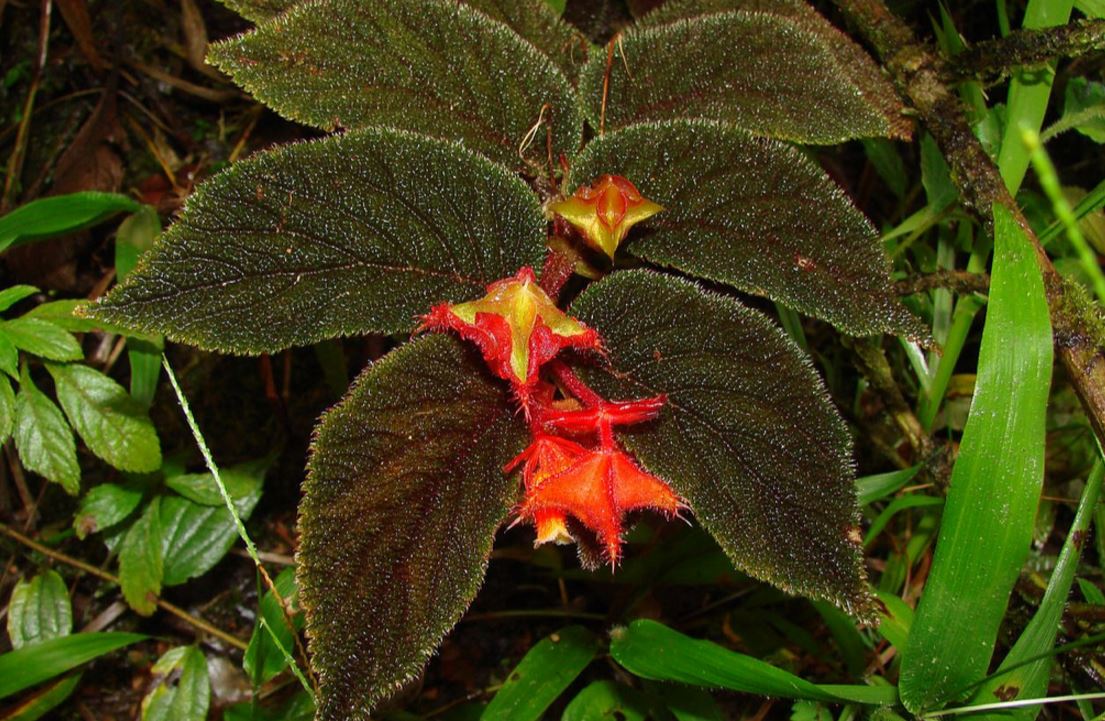 B. lehmannii